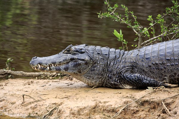 Yacare caiman