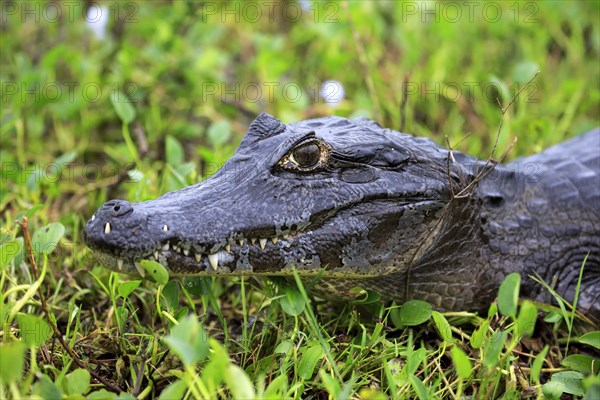 Yacare caiman