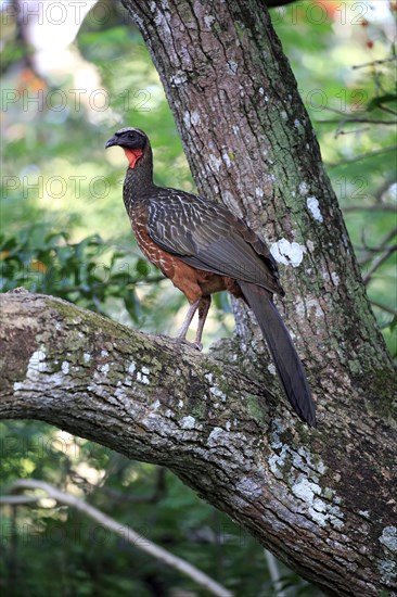 Chaco Chachalaca