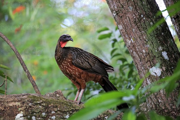 Chaco Chachalaca