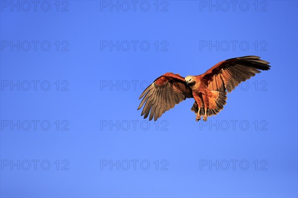 Black-collared hawk