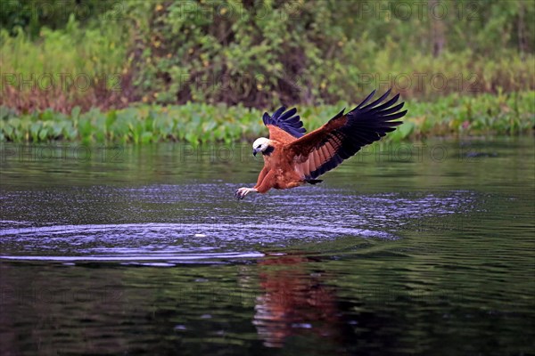 Black-collared hawk