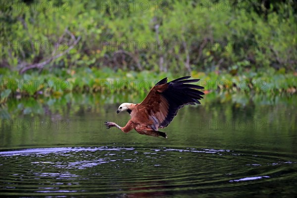 Black-collared hawk