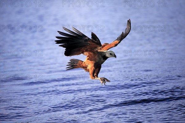 Black-collared hawk