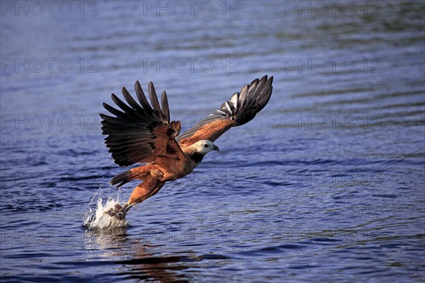 Black-collared hawk