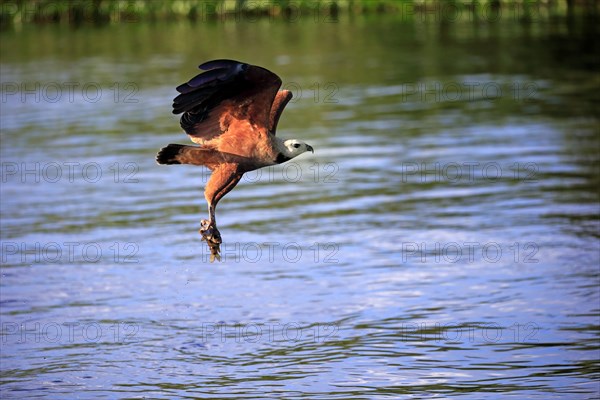 Black-collared hawk