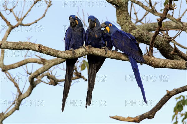 Hyacinth macaw