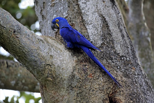 Hyacinth macaw