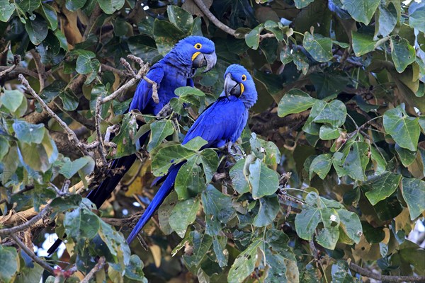 Hyacinth macaw