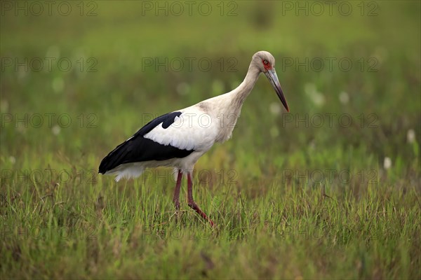 Maguari stork