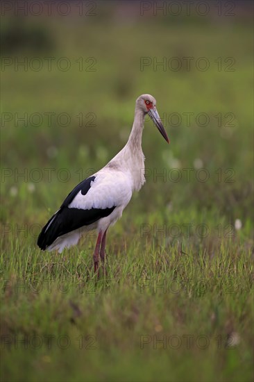 Maguari stork