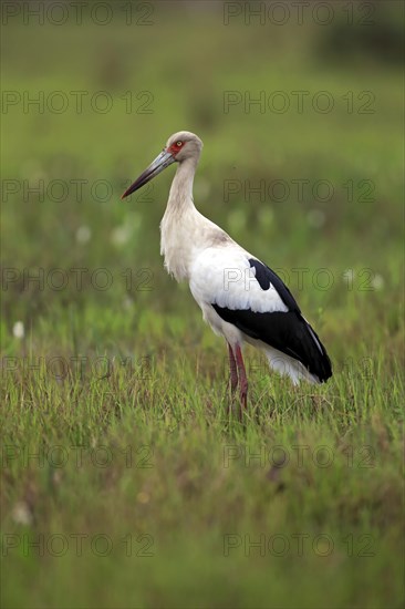 Maguari stork