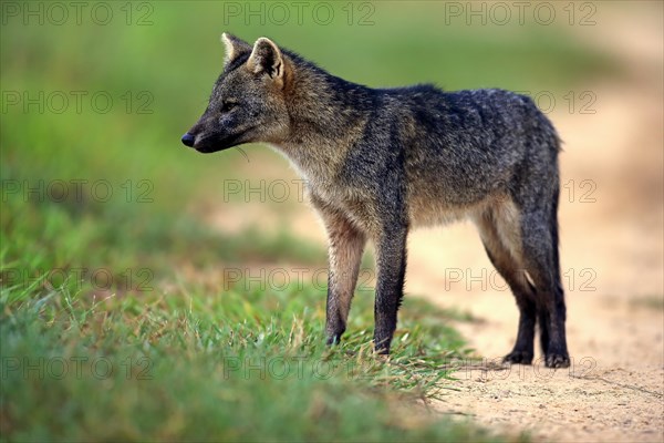 Crab-eating fox