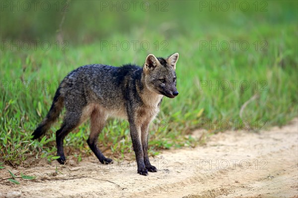 Crab-eating fox