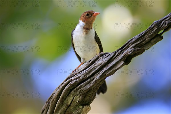 Yellow-billed cardinal