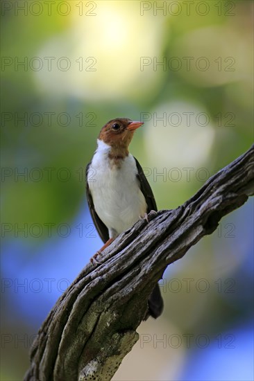 Yellow-billed cardinal