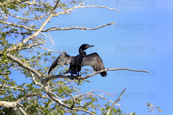 Neotropic Cormorant