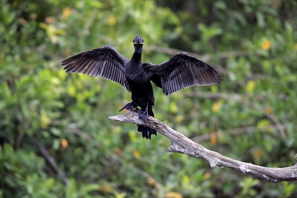 Neotropic Cormorant