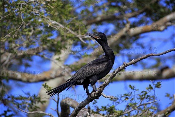 Neotropic Cormorant