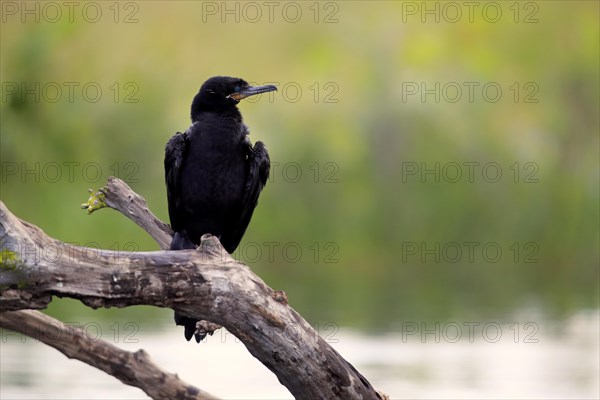 Neotropic Cormorant