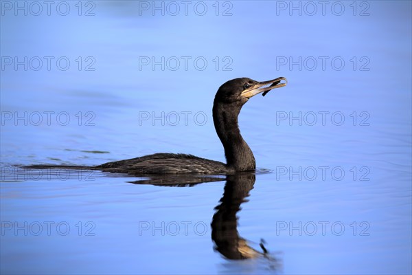 Neotropic Cormorant