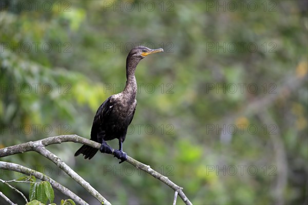 Neotropic Cormorant