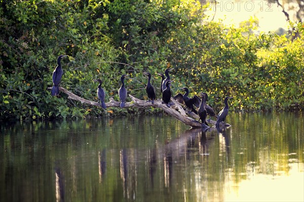 Neotropic Cormorant