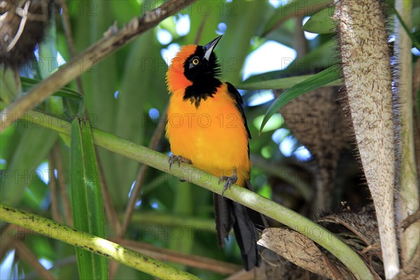 Orange-backed troupial