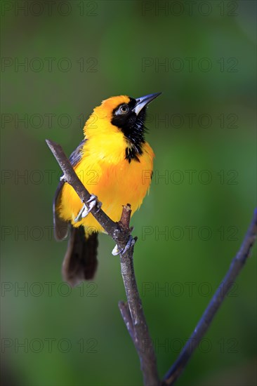 Orange-backed troupial