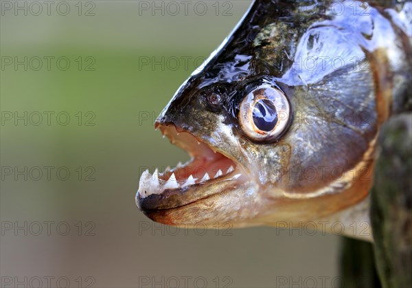 Piranha