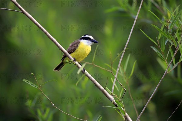 Great kiskadee