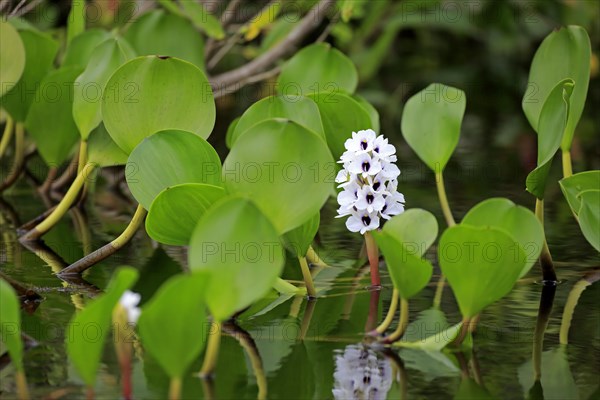 Water hyacinth