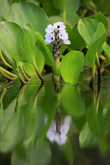 Water hyacinth