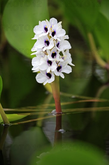 Water hyacinth