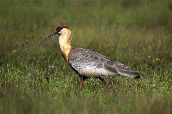 Buff-necked ibis