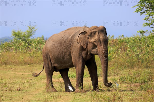 Sri Lankan elephant