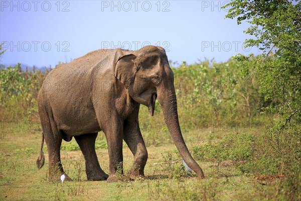 Sri Lankan elephant