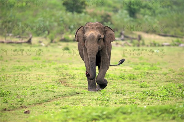 Sri Lankan elephant