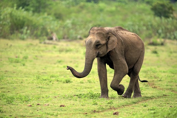 Sri Lankan elephant