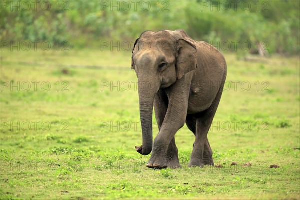 Sri Lankan elephant