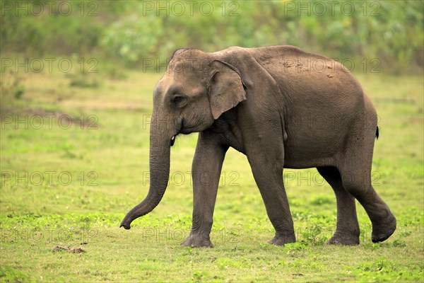 Sri Lankan elephant