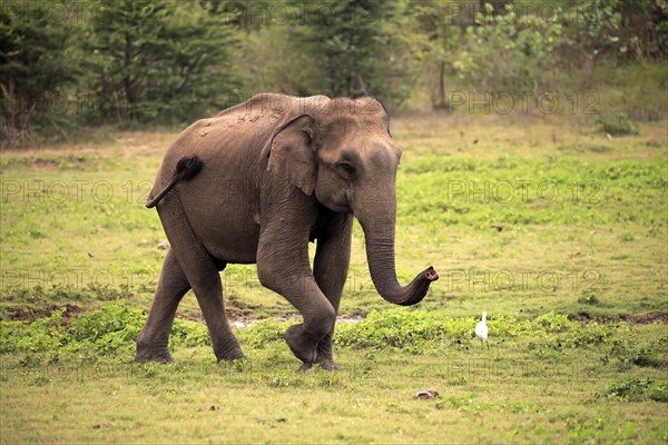 Sri Lankan elephant