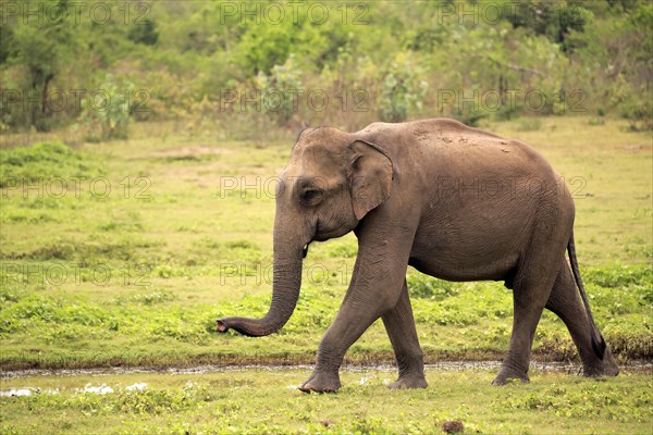 Sri Lankan elephant