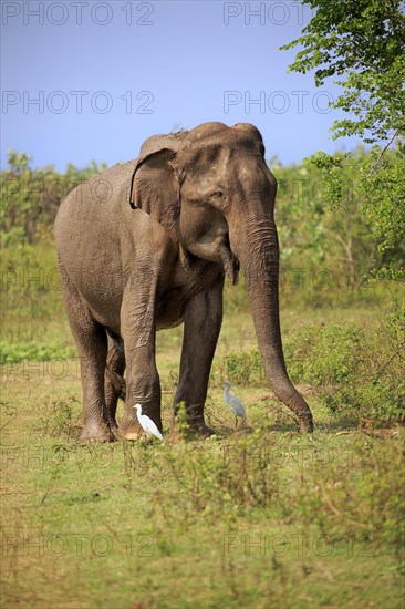 Sri Lankan elephant