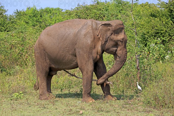 Sri Lankan Elephant