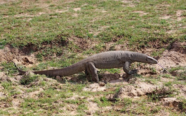 Bengal monitor or common Indian monitor