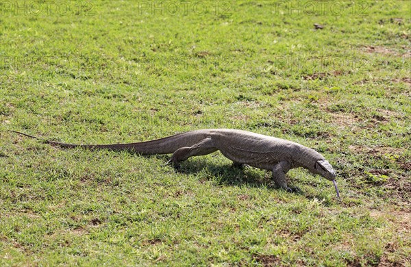 Bengal monitor or common Indian monitor