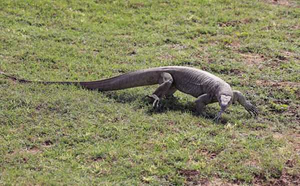 Bengal monitor or common Indian monitor