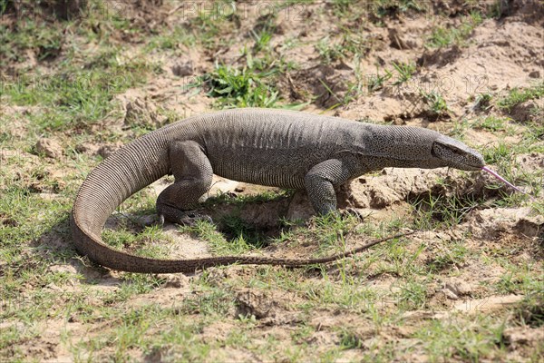Bengal monitor or common Indian monitor