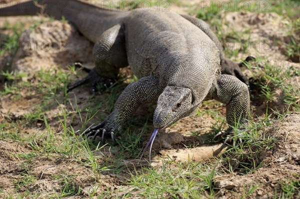 Bengal monitor or common Indian monitor